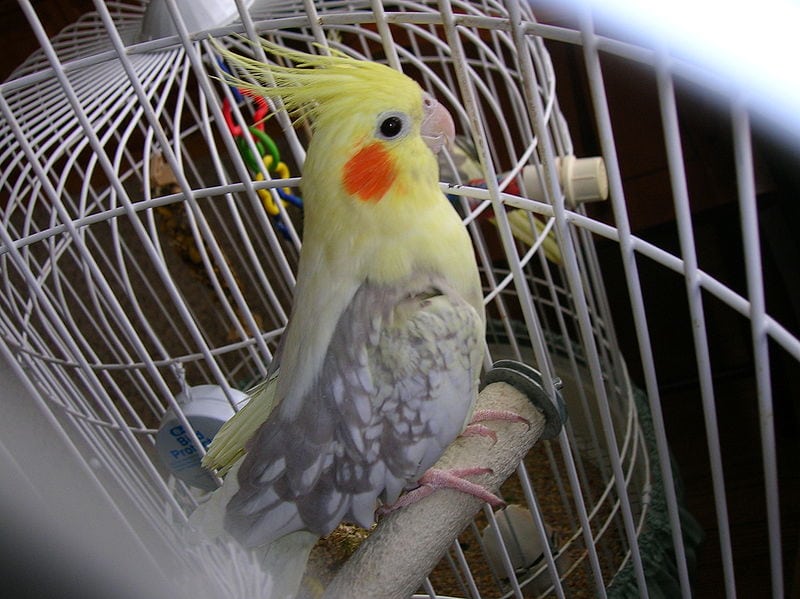 Pearl Cockatiel