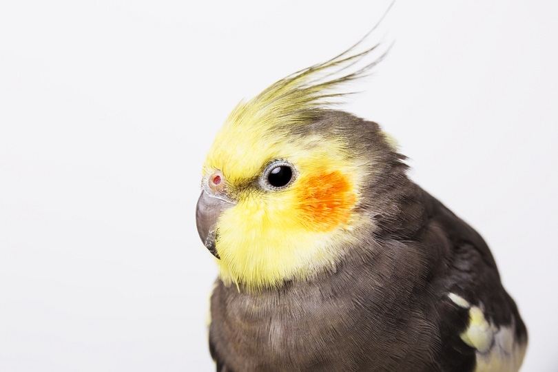 Pearl Cockatiel_Victoria Shapiro_shutterstock