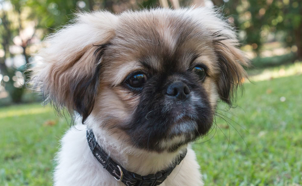 Pekingese Puppy