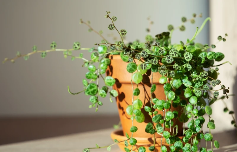 Peperomia Prostrata string of turtles houseplant in terracotta flower pot