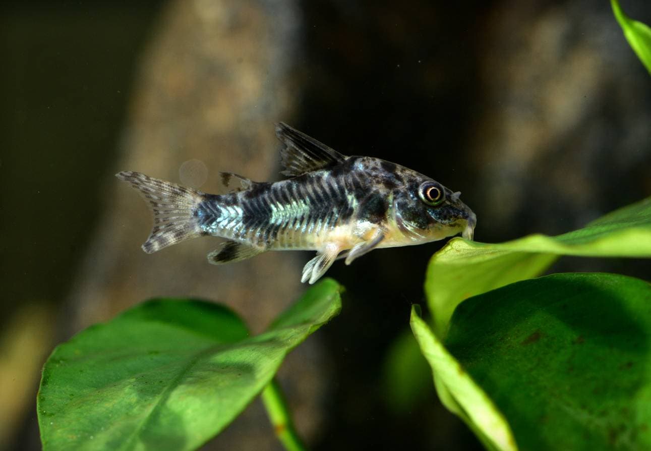 Peppered Cory