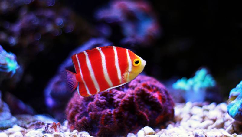 Peppermint Angelfish
