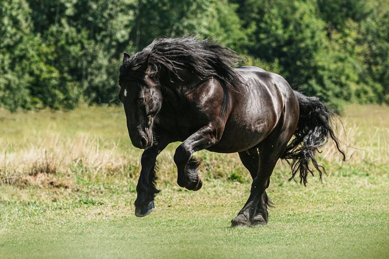 Percheron Horse