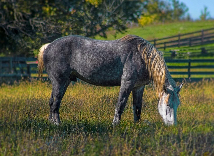 Percheron horse