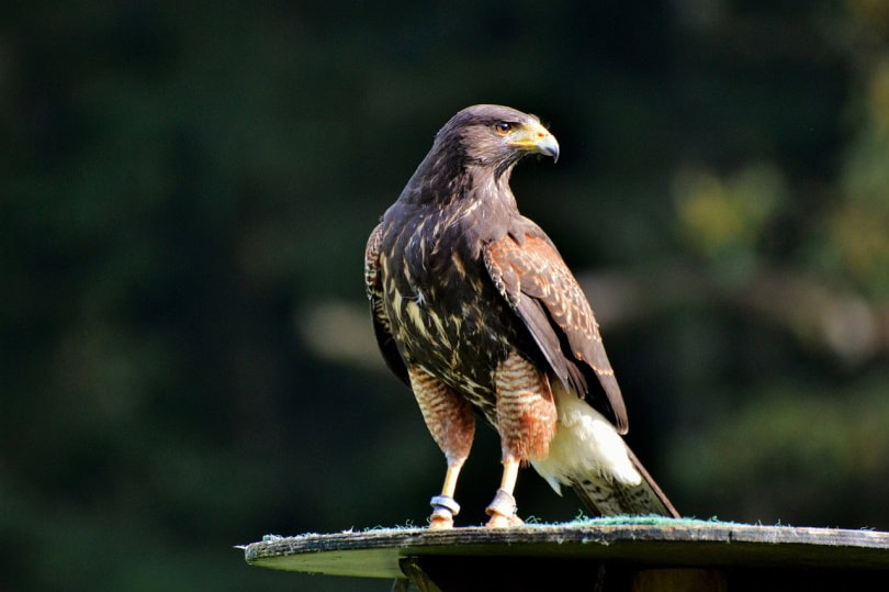 Peregrine falcon standing on a platform