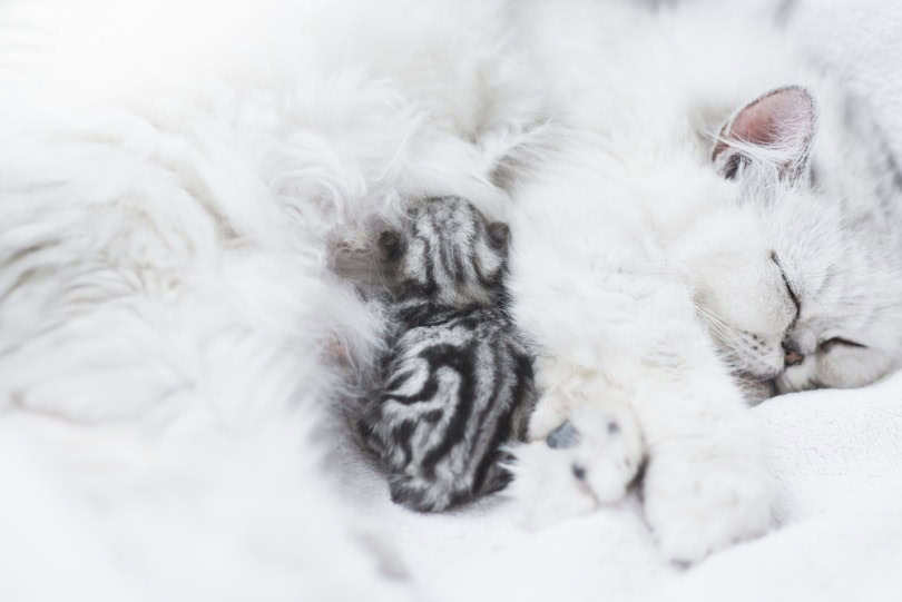 Persian cat with one kitten