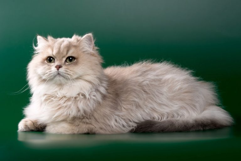 Persian cat
