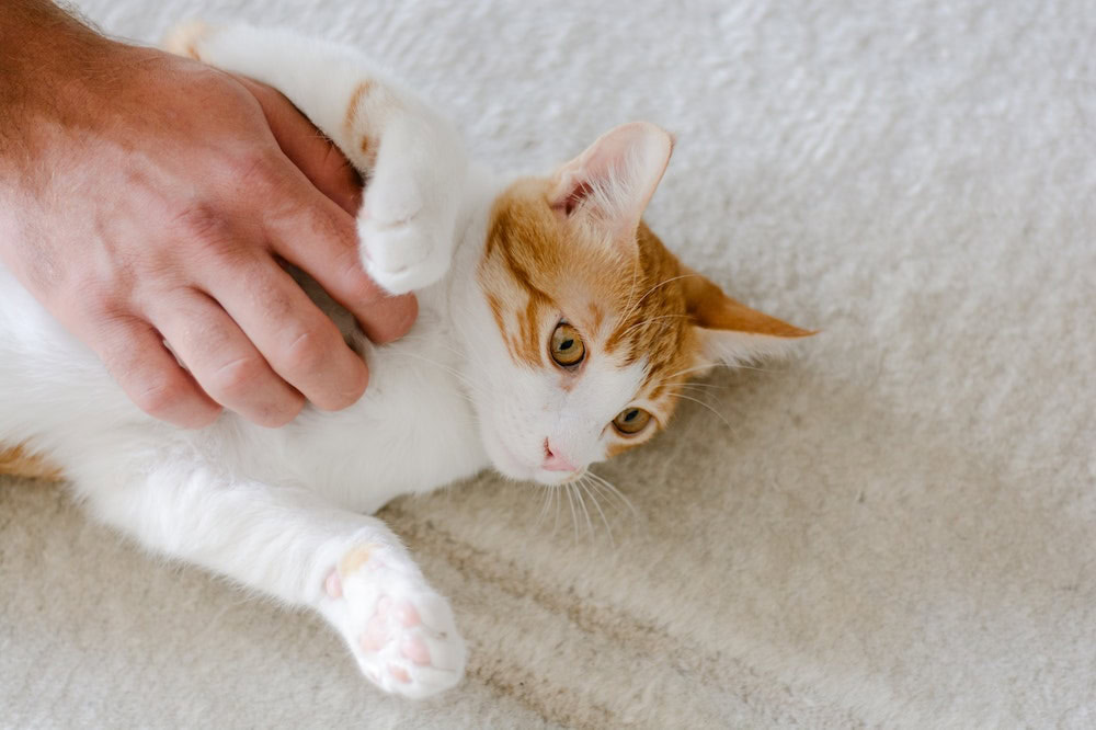 Person petting a white and orange cat