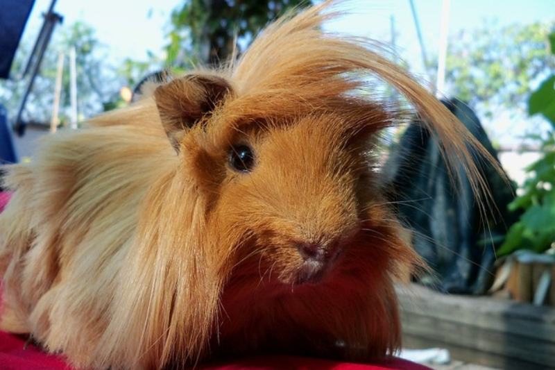 Peruvian Guinea Pig