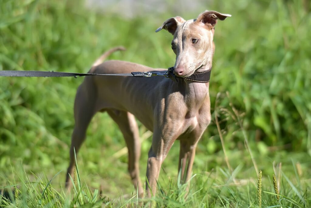Peruvian Hairless Dog