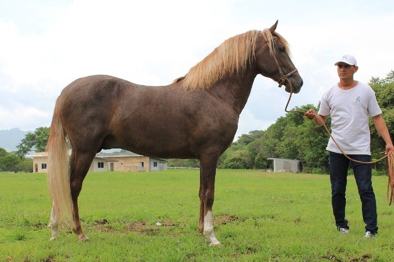 Peruvian horse