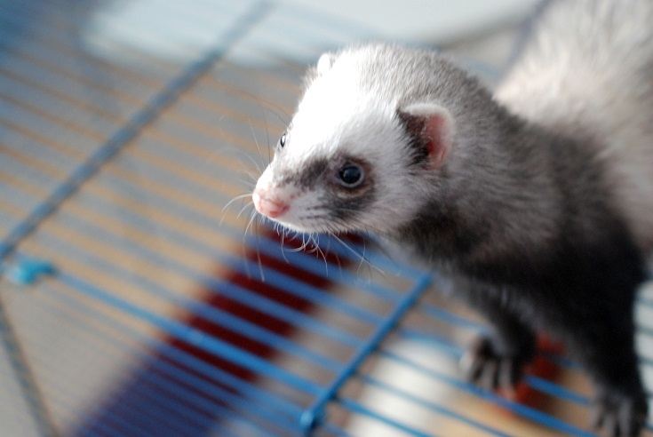 Pet Ferret