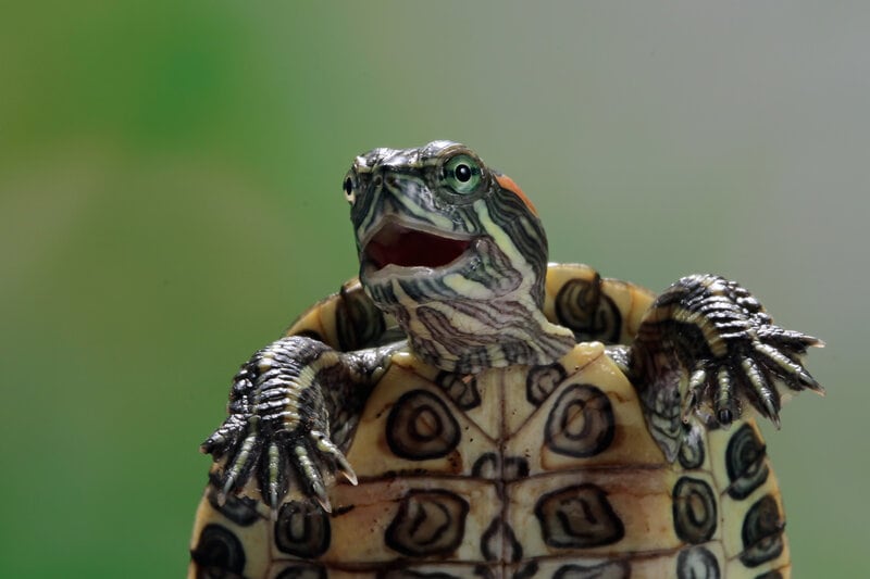 Funny,Face,Brazilian,Turtle,,Cute,Little,Brazilian,Turtle,,Closeup,Face