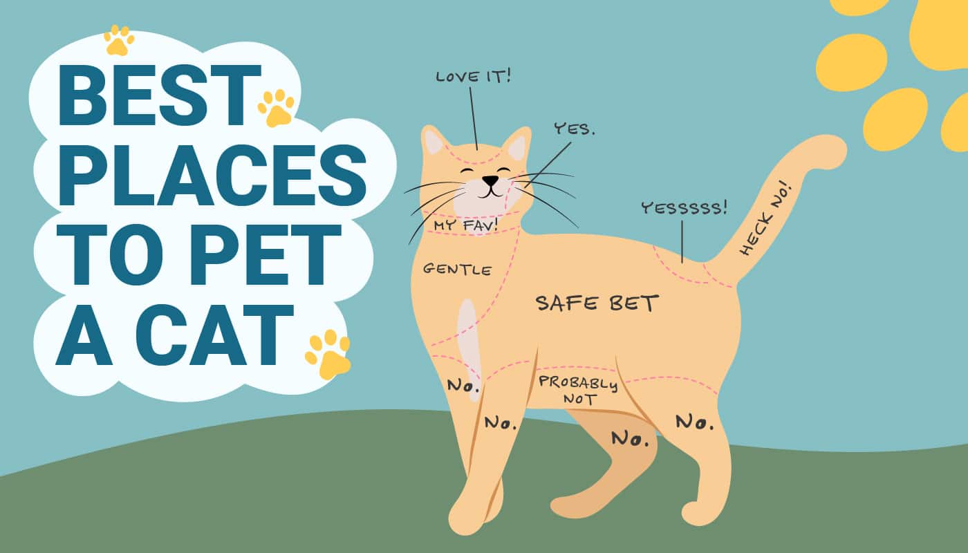 PetKeen_Best Places to Pet a Cat_Infographic_v1-1_Apr 10 2023