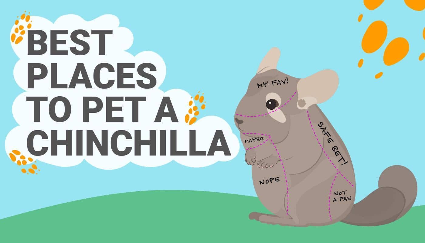 PetKeen_Best Places to Pet a Chinchilla_Infographic_May2023