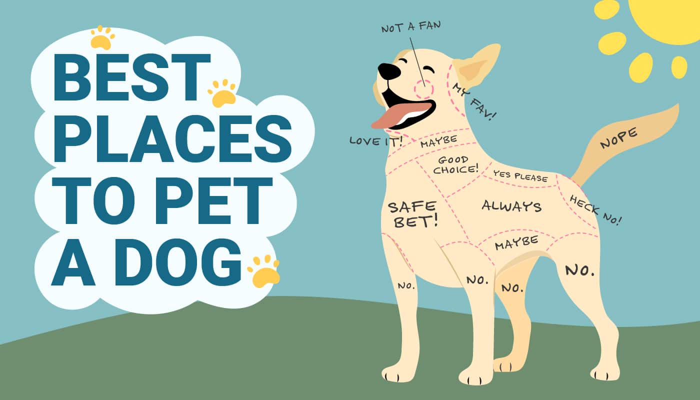PetKeen_Best Places to Pet a Dog_Infographic_v3_Apr 10 2023