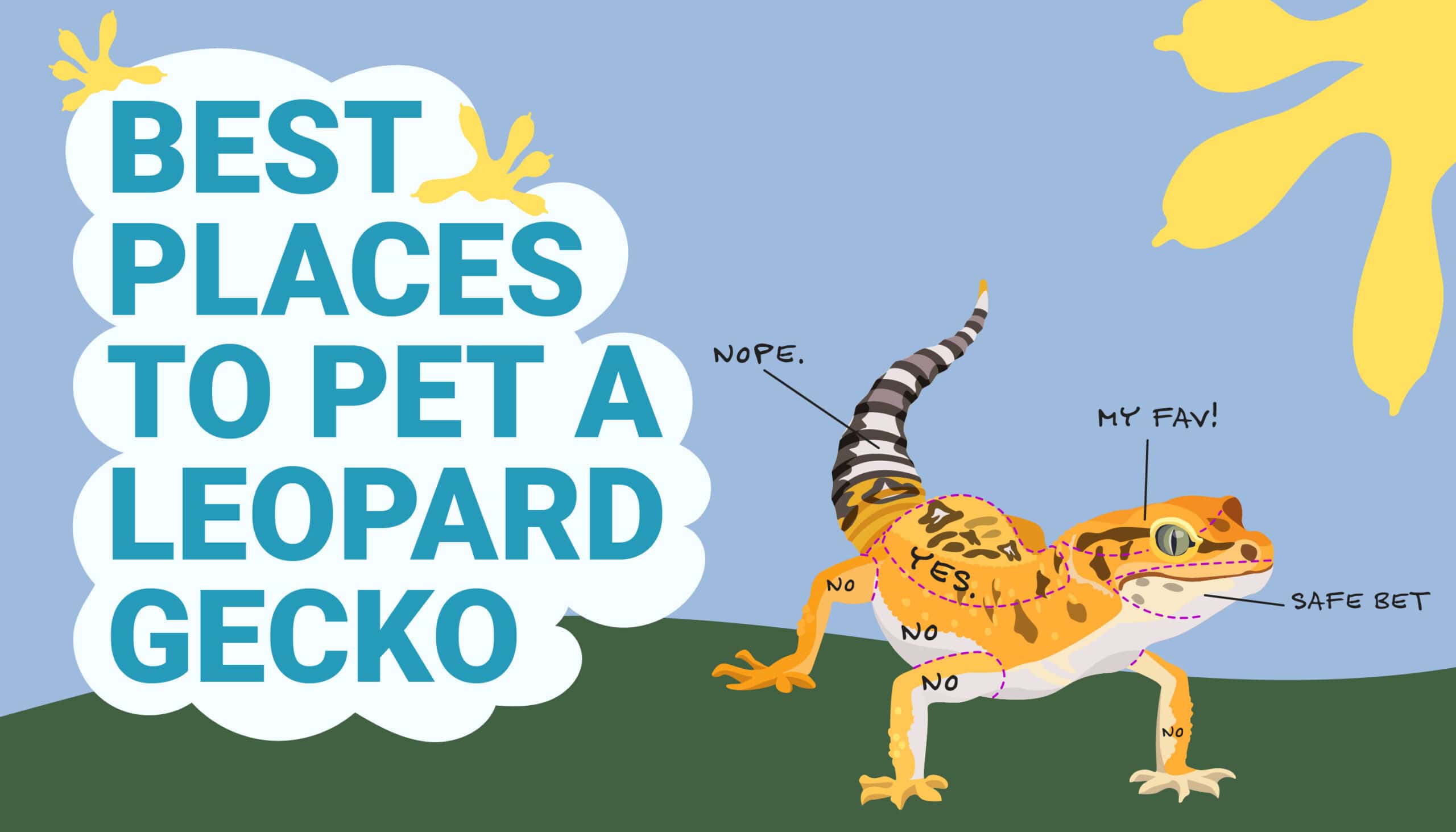 Best Places to Pet a Leopard Gecko
