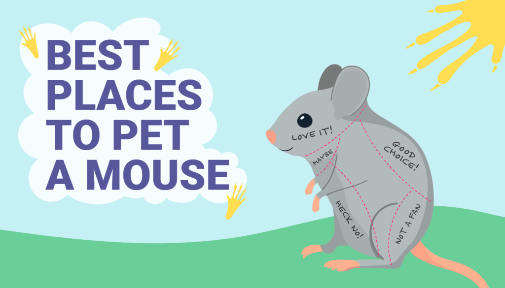 Best Places to Pet a Mouse Infographic