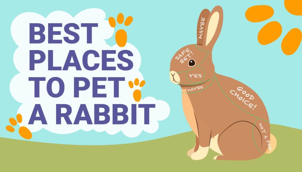 PetKeen_Best Places to Pet a Rabbit_Infographic_v1_Apr 18 2023-01
