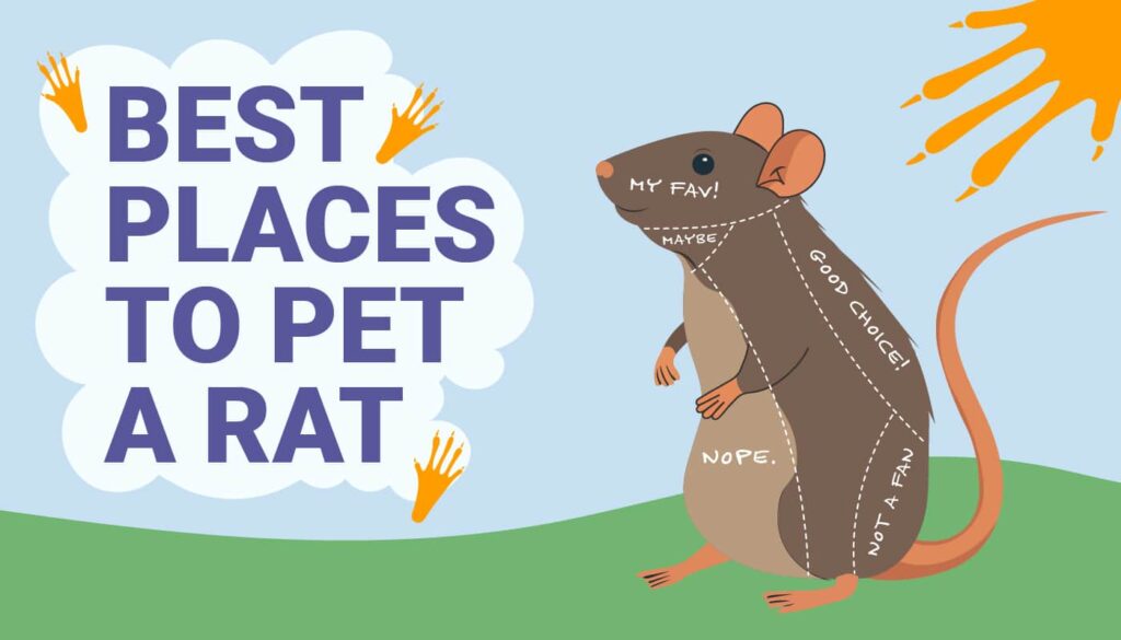Best Places to Pet a Rat Infographic