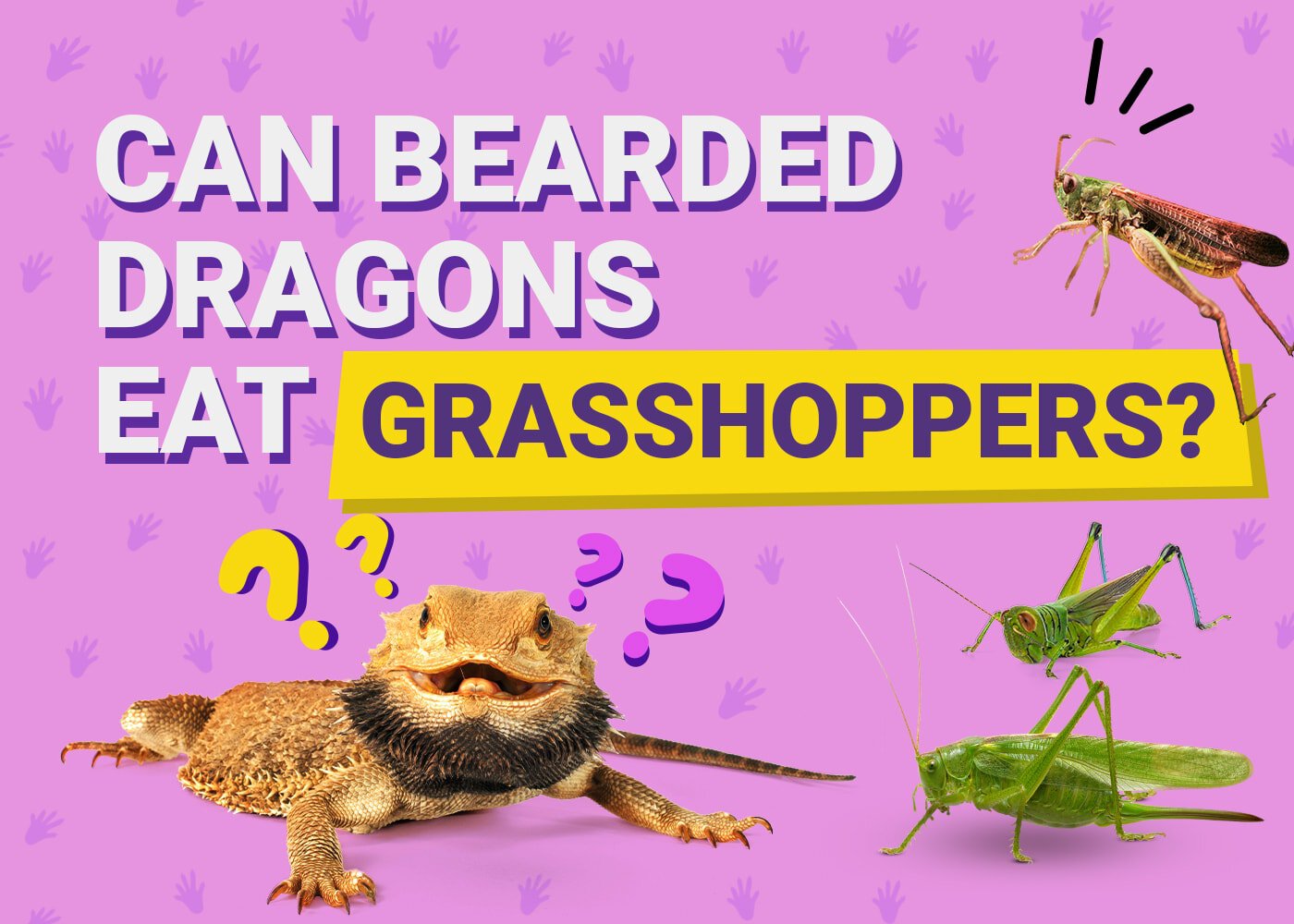 PetKeen_Can Bearded Dragons Eat_grasshoppers