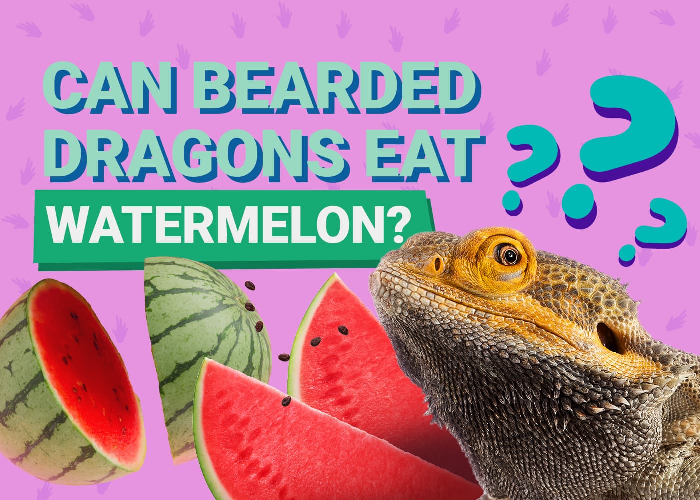 PetKeen_Can Bearded Dragons Eat_watermelon