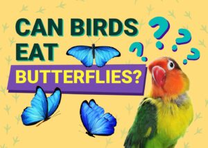 Can Birds Eat Butterflies? Potential Benefits & Risks Explained! The