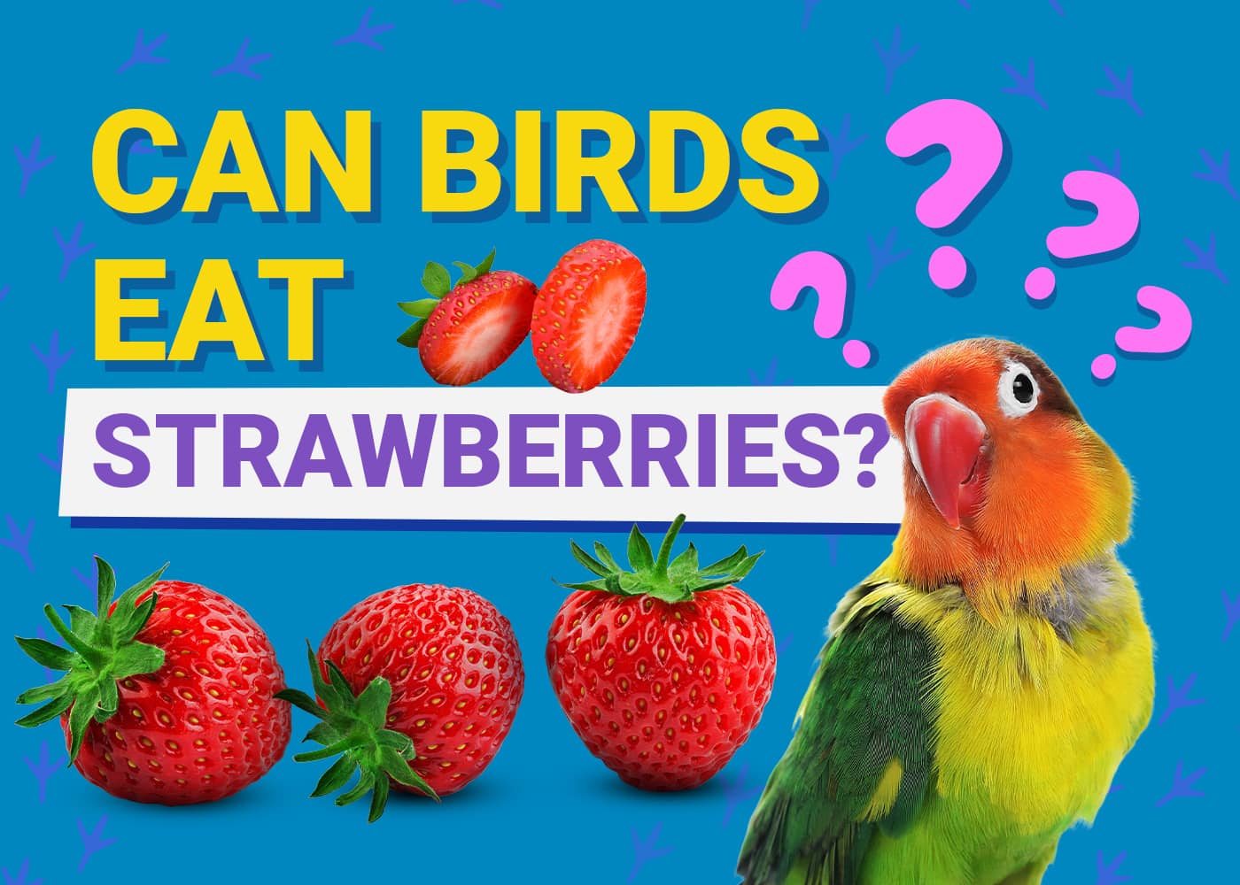 PetKeen_Can Birds Eat_strawberries