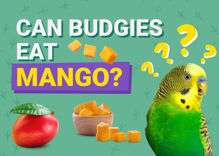 Can Budgies Eat_mango