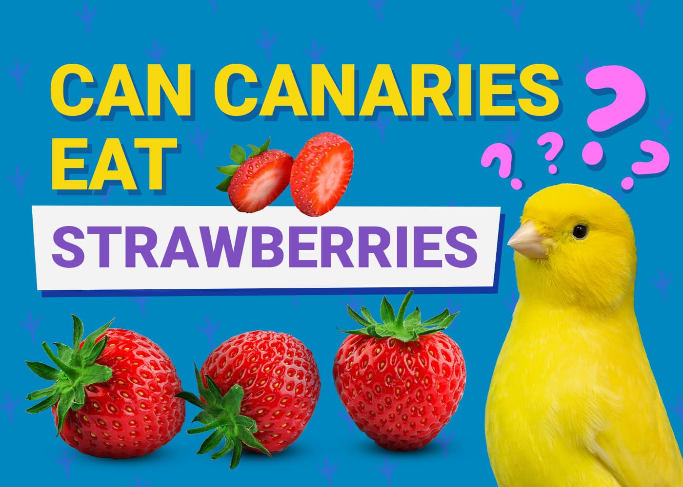 PetKeen_Can Canaries Eat_strawberries