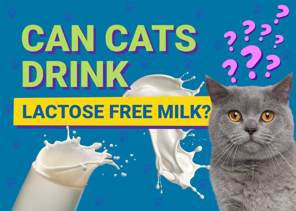 Can Cats Drink Lactose-Free Milk? Vet-Approved Facts & Safety Guide ...