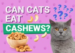 Can Cats Eat Cashews? Vet Reviewed Nutrition Facts & FAQ | The Vet Desk