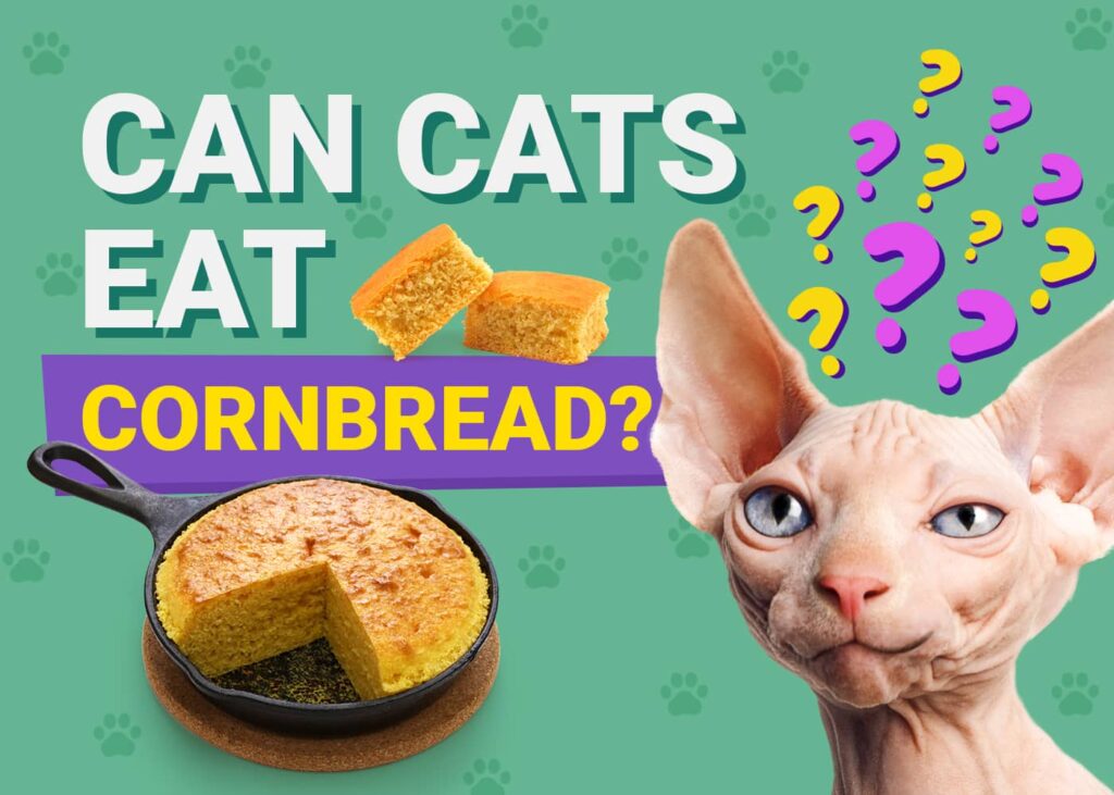 Cat Cornbread Can Cats Eat Cornbread? Vet Reviewed Facts & FAQ | The Vet Desk