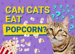 Can Cats Eat Popcorn? Vet Reviewed Facts & FAQ The Vet Desk