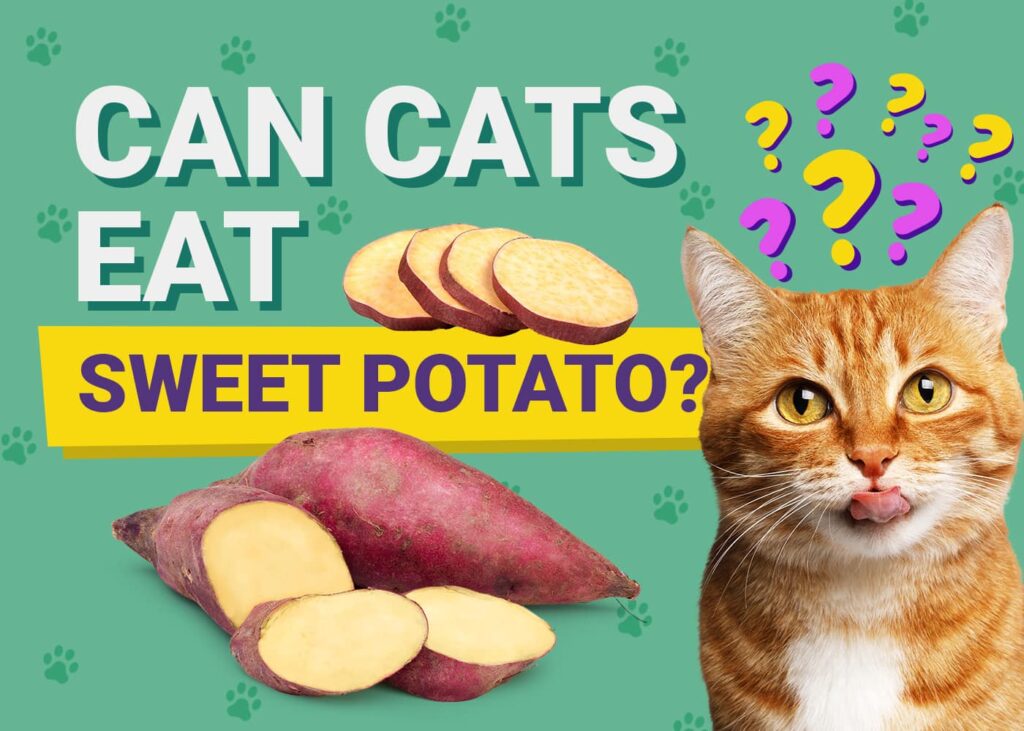 Curated visual reference: Can Cats Eat Sweet Potato Vet Reviewed Facts To Know Photo Inspiration