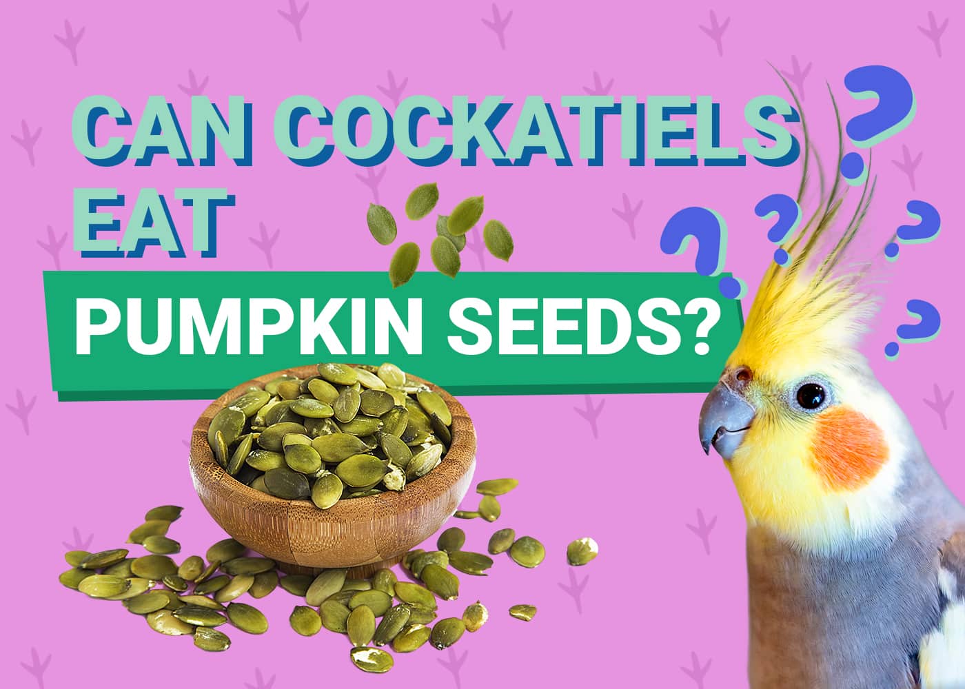 PetKeen_Can Cockatiels Eat_pumpkin seeds