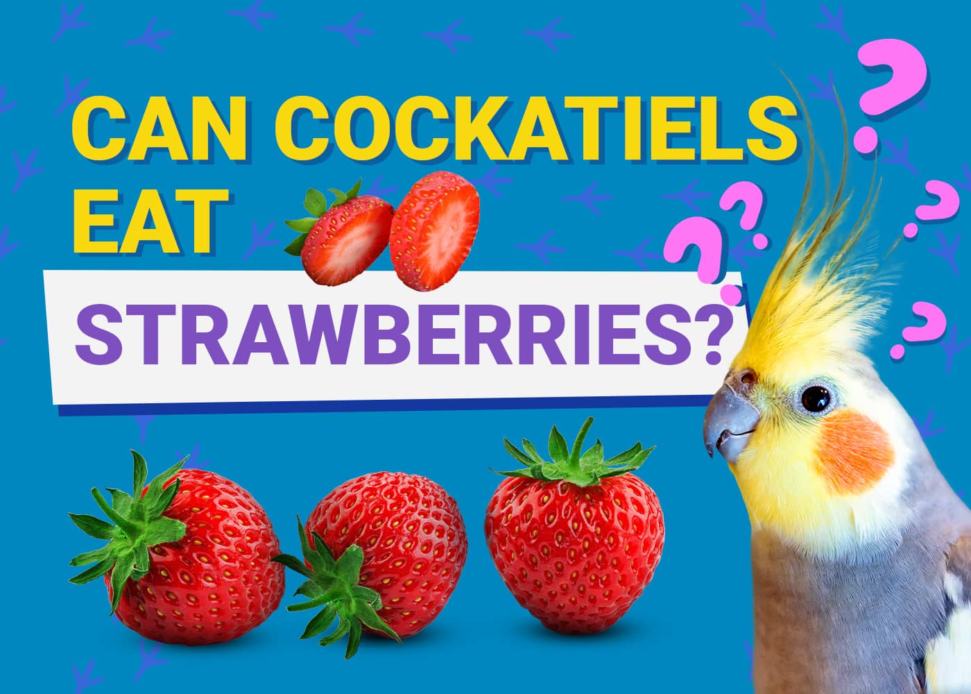 PetKeen_Can Cockatiels Eat_strawberrries