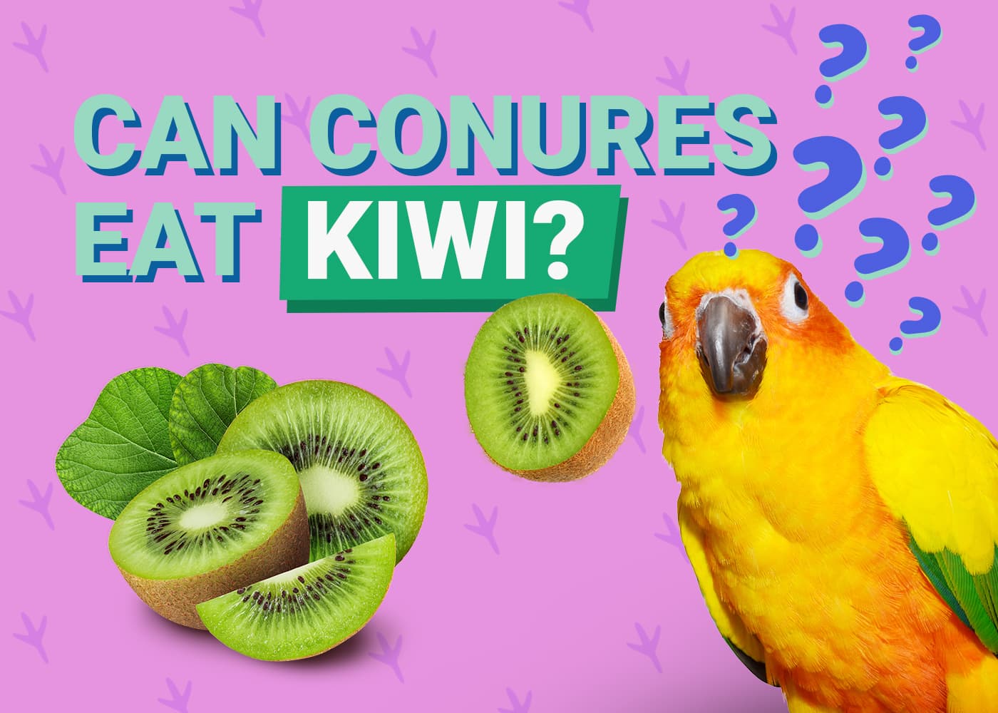 PetKeen_Can Conures Eat_kiwi
