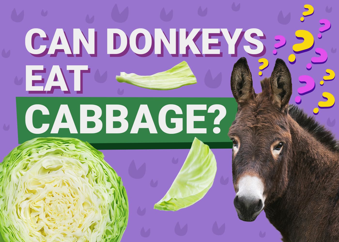 PetKeen_Can Donkeys Eat_Cabbage