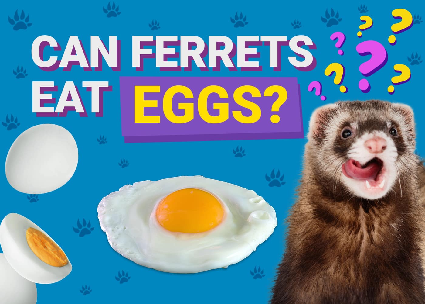 PetKeen_Can Ferrets Eat_eggs