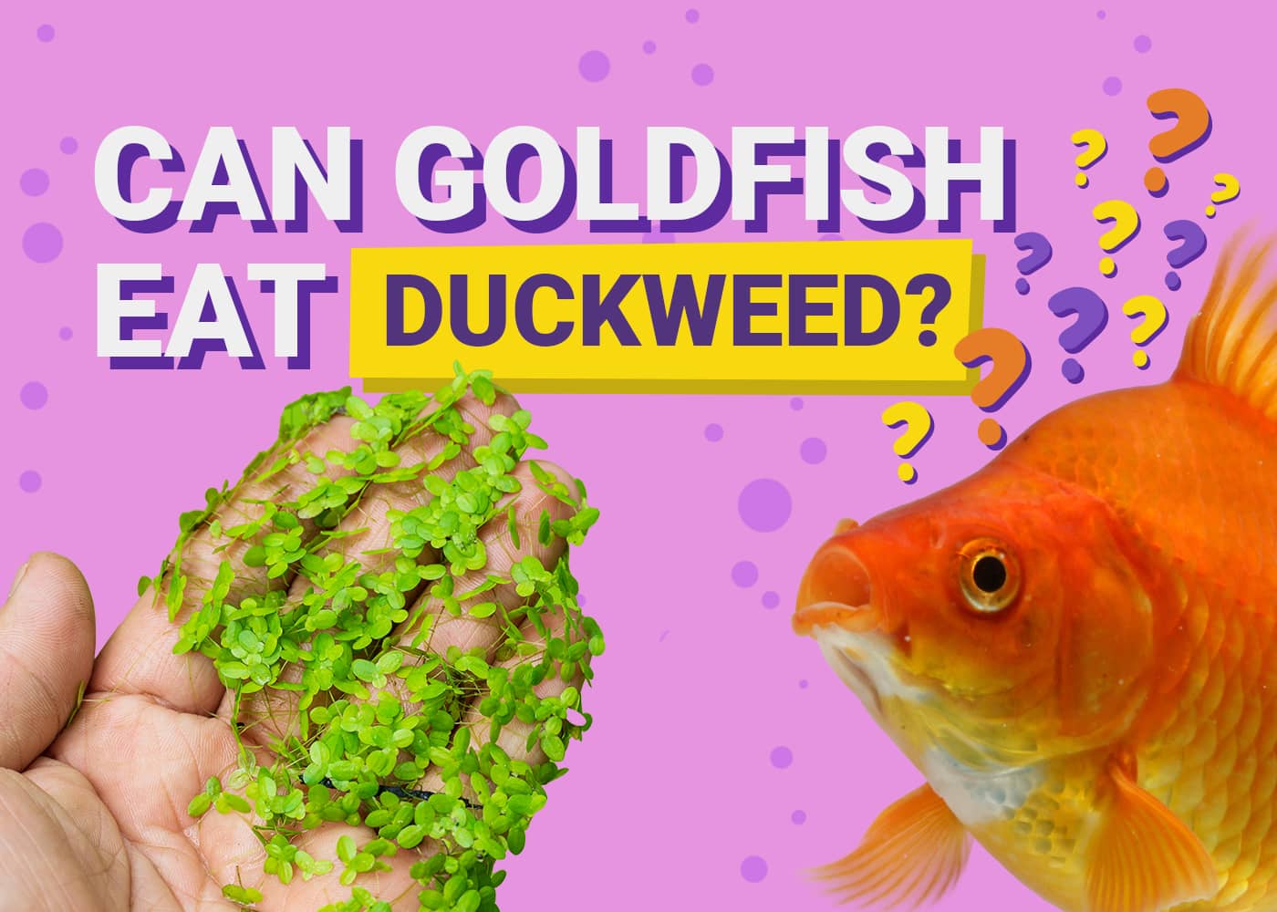 PetKeen_Can Goldfishes Eat_duckweed
