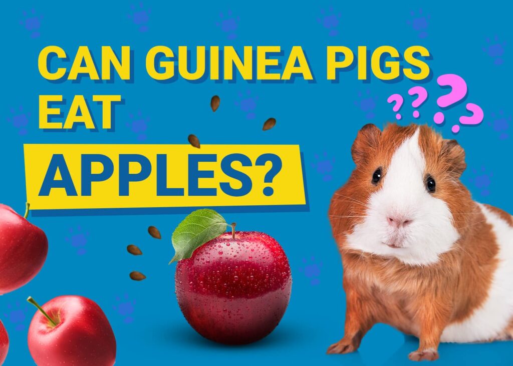 Photo inspiration: Visual Reference: Can Guinea Pigs Eat Apples Vet Verified Nutritional Facts Info