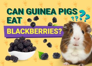 Can Guinea Pigs Eat Blueberries? Vet-Approved Nutritional Facts & Info