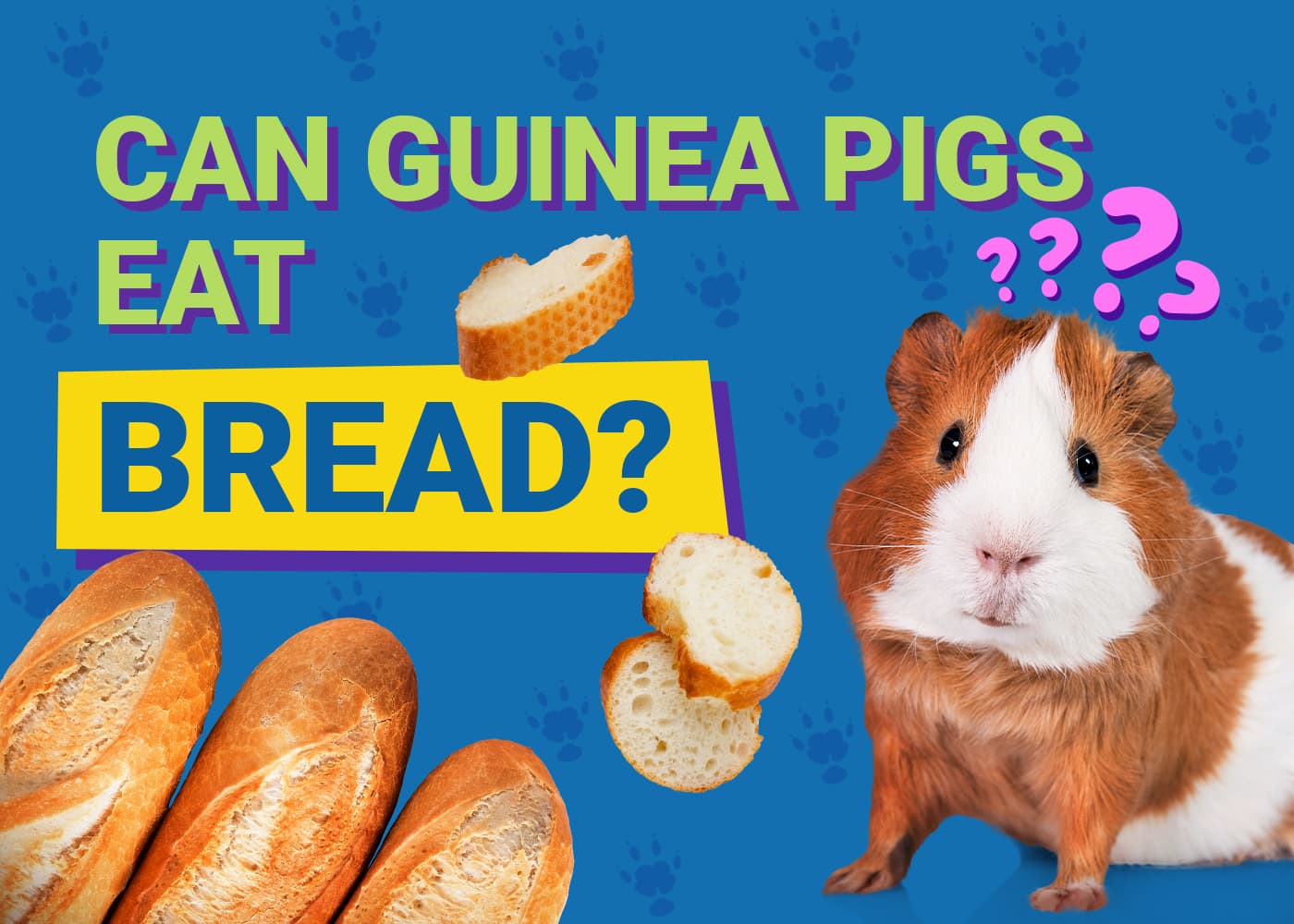Can Guinea Pigs Eat_bread
