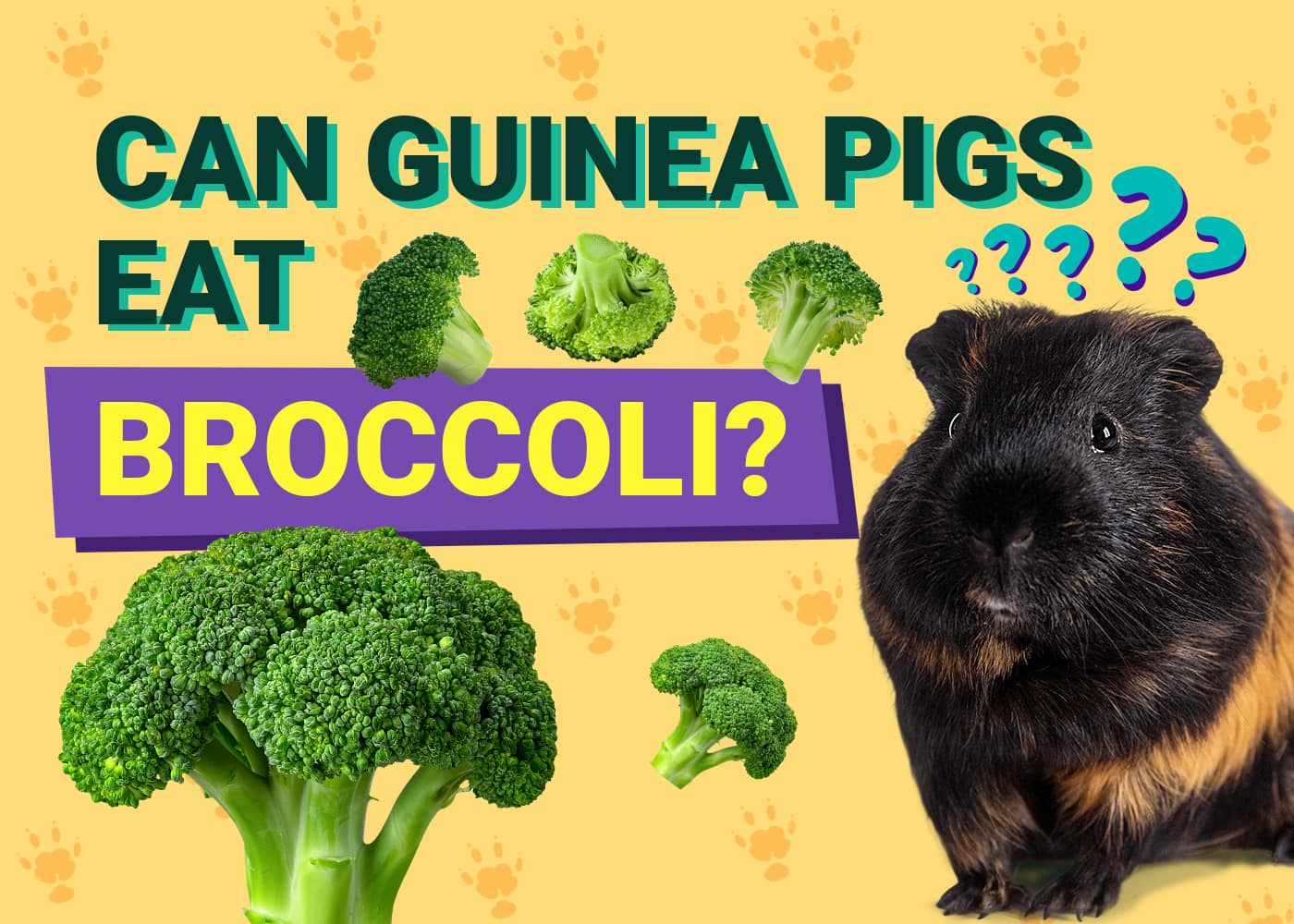Can Guinea Pigs Eat_broccoli