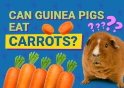 Can Guinea Pigs Eat Carrots? Our Vet Answers! The Vet Desk
