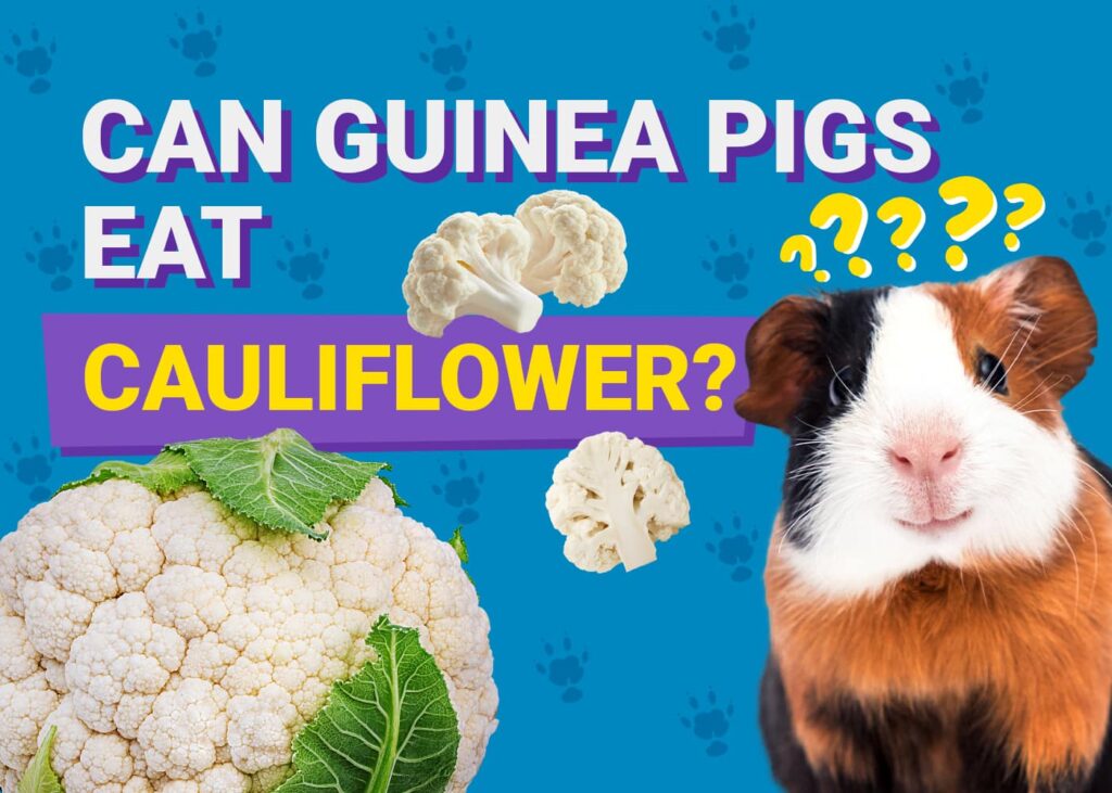 Curated visual reference: Can Guinea Pigs Eat Cauliflower Vet Verified Diet Health Advice Photo Inspiration