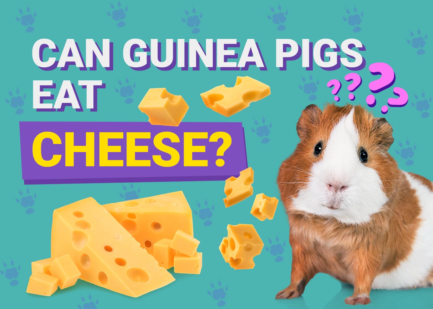 Can Guinea Pigs Eat_cheese