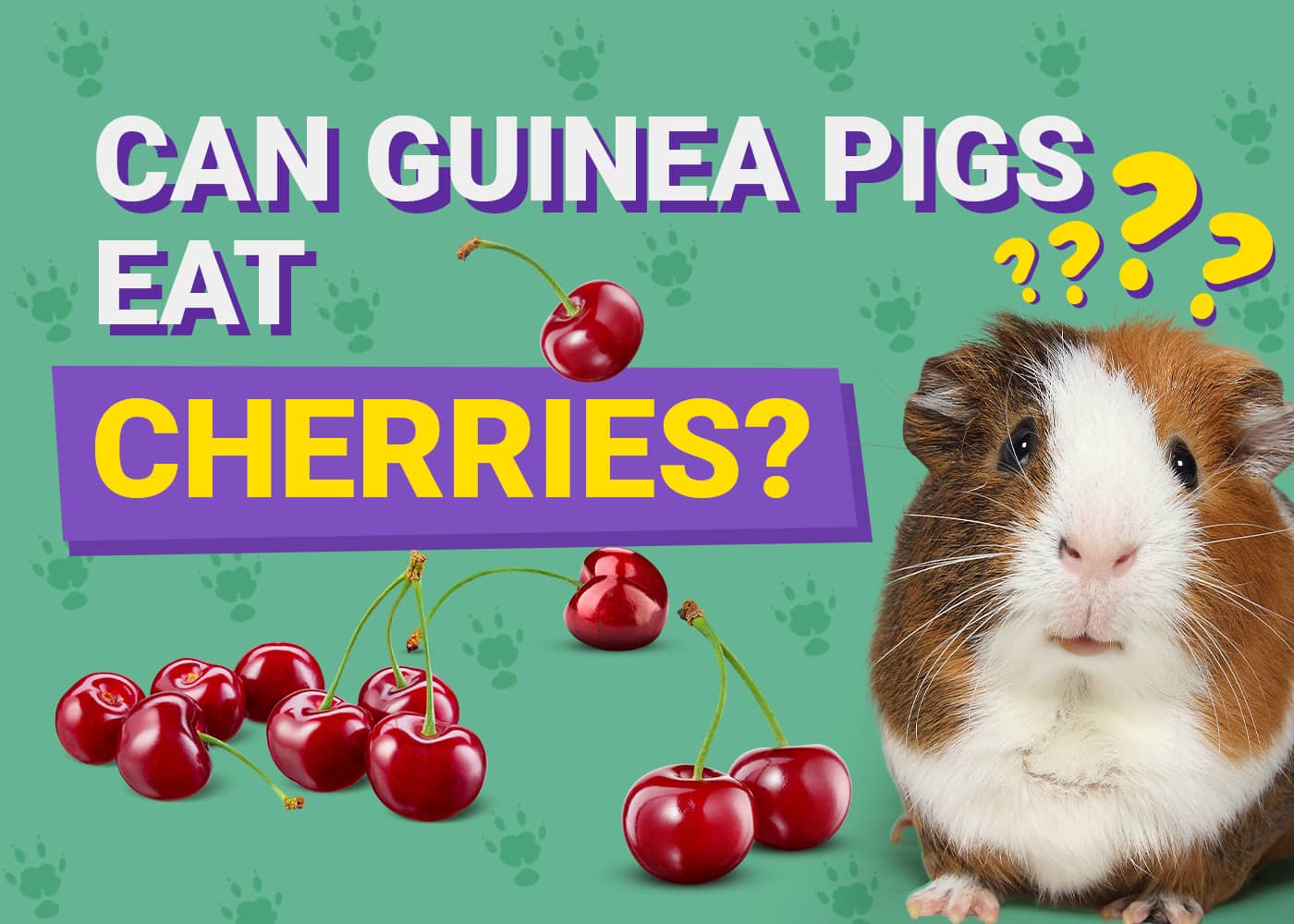 Can Guinea Pigs Eat_cherries