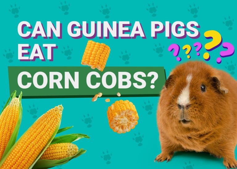 Can Guinea Pigs Eat Corn Cobs Vet Approved Nutritional Info Photo Inspiration